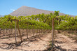 Vineyard at Elqui valley, Chile