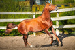 Photo: Red horse runs gallop on paddok Red horse runs gallop on paddok