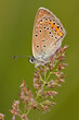 Photo: Butterfly on the plant Butterfly on the plant