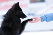 young black dog training