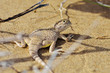 Secret Toad-Headed Agama