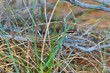 Steppe Ribbon Snake