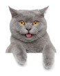 Portrait of British shorthair cat