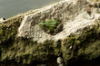 Green Frog on a stone
