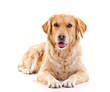 Golden retriever laying over white background