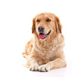 Golden retriever laying over white background