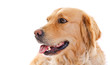 Golden retriever half-profile head close-up