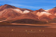 Altiplano plateau, Bolivia