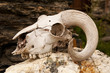 White goats skull with curly horns