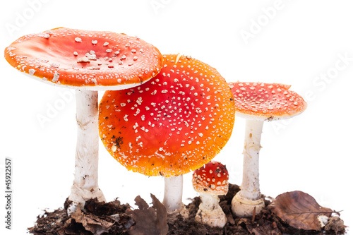 Photo: Fliegenpilz (amanita muscaria) Mehrere Pilze auf weißem Hinterg Fliegenpilz (amanita muscaria) Mehrere Pilze auf weißem Hinterg