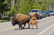 Bisons crossing the highway in Yellowstone National Park