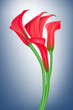 calla on blue