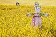 Scarecrow on the rice field