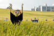 Scarecrow on the rice field during