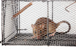 a rat in a metal trap