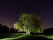 Arboles en la noche