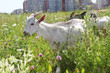 three goats graze near high buildings in city