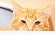 Photo: Evil red cat Evil red cat