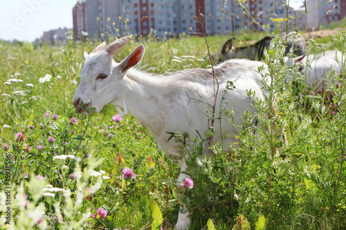 Photo: three goats graze near high buildings in city three goats graze near high buildings in city