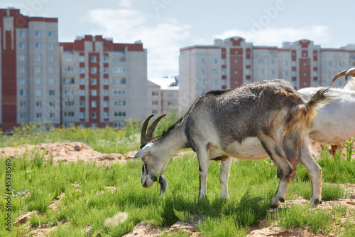 Photo: two goats graze near high buildings in city two goats graze near high buildings in city