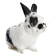 dwarf Rabbit
