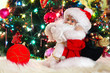 miniature toy Santa Claus, near green fir-tree