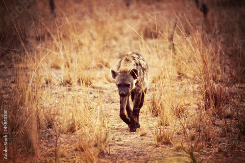 Photo: spotted hyena spotted hyena