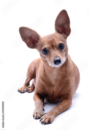 Photo: Miniature Pinscher Miniature Pinscher