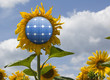 Illustration: sunflowers with solar panels sunflowers with solar panels