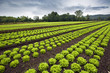Lettuce fields