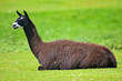 lama du pérou