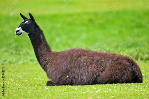 Photo: lama du pérou lama du pérou