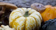 coloquintes champignons gros plan