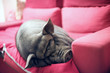 black piggy on sofa