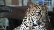 Video: Spotted Leopard Cub Spotted Leopard Cub