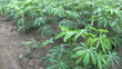 Young Cassava Crop-slow tilt up