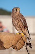 Turmfalke
