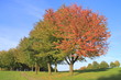 Herbstbäume