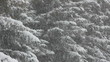 Video: snow-covered fir and snow snow-covered fir and snow