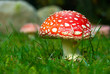 Fliegenpilz