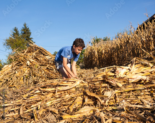 Photo: Child making stalks of stem after corn harvest Child making stalks of stem after corn harvest