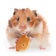 Hamster eat cookie