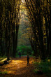 City park in autumn