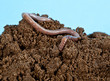 Earthwarm in a heap of soil