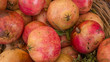 Melograni (Punica granatum)