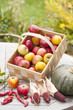 Erntezeit im Obst- und Gemüsegarten
