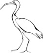 African Sacred Ibis