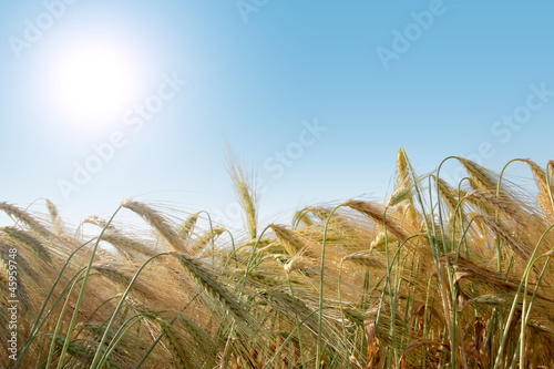 Photo: field field