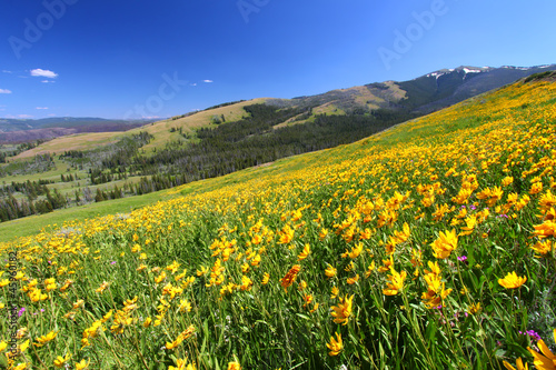 Photo: Yellowstone Summer Scenery Yellowstone Summer Scenery
