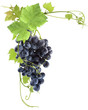 grappe de raisin rouge